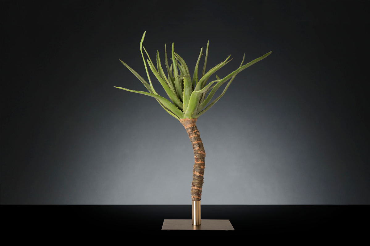 1700222121-1142946.96 SINGLE ALOE PLANT BIG_2LOW